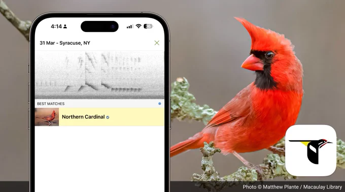 Screenshot of a Northern Cardinal identified in the Sound ID feature in Merlin Bird ID, a free mobile app from Cornell Lab of Ornithology that can identify birds by their songs and calls. Screenshot overlayed on an image of a male Northern Cardinal.

Photo © Matthew Plante / Macaulay Library