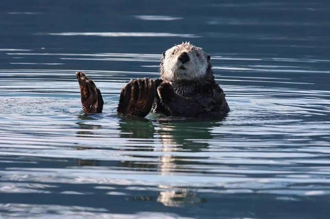 Sea otter floating on it back with flippers up in the waters at Kenai Fjords National Park in Alaska.
