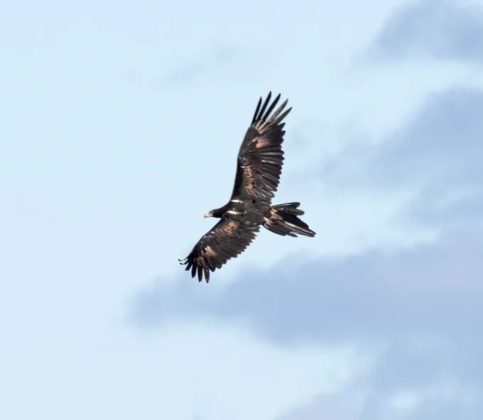 Side view of soaring adult (very dark brown) wedge-tailed eagle against the sky
