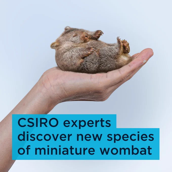 Photo of an outstretched hand holding a tiny wombat in its palm. Overlaid text reads "CSIRO experts discover new species of miniature wombat".