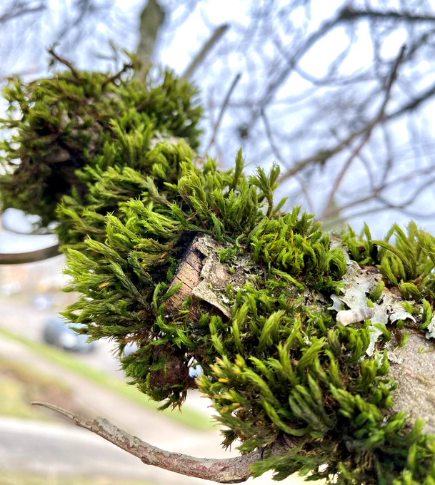 Photo of the moss Orthotrichum lyellii growing on a tree branch. It pulls moisture and nutrients from the air, along with heavy metals and other pollutants, making it a useful bioindicator for air pollution.