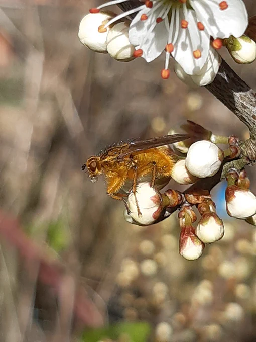 Yellow dung fly on Blackthorn hedge