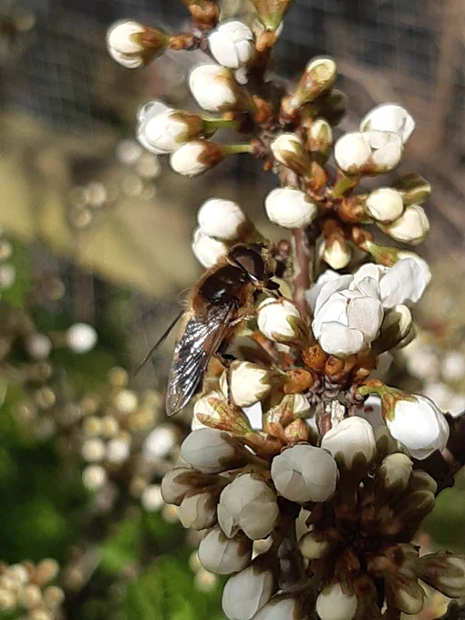 Hoverfly (eristalis) on Blackthorn hedge