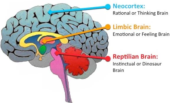 Image of the reptilian brain to be use in THE UNFLOCKED SESSION offer by @AngrySheepClub animated by @ShepherdTrustee for #PersonalGrowth.