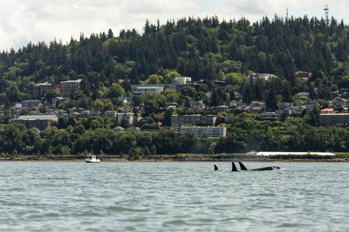2 orcas breaching in Bellingham Bay, WWU featured in background