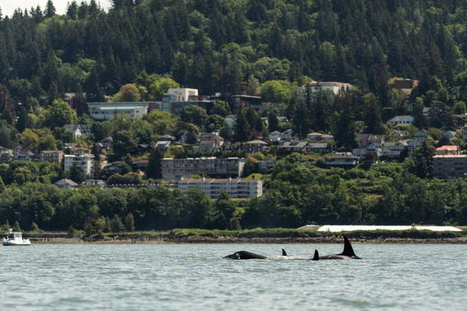 3 orcas breaching in Bellingham Bay, WWU featured in the background