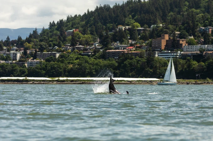An orca flipping it's tail up out of the water in Bellingham Bay, WWU featured in the background