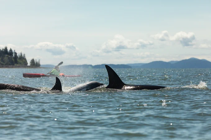 2 orcas breaching in Bellingham Bay, person kayaking behind