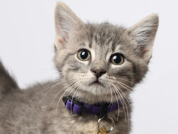 A fluffy grey and white kitten looking at the camera and wearing a purple collar.