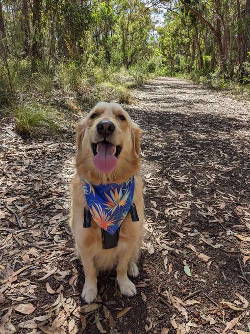 Panko the golden retriever is sitting on a dirt path in a gum tree forest. He's wearing a blue bandana and his tongue is hanging out