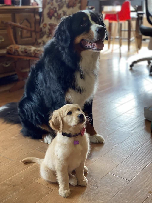A big bear down sitting behind a tiny golden shark.  The bear dog is really happy because he has a friend, even in that friend seconds later tried to eat his face.