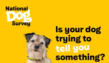 An border terrier with a yellow dogs trust collar is sat looking towards the camera against a yellow background. Next to the dog on the left are the words 'National Dog Survey' and on the right 'Is your dog trying to tell you something?'