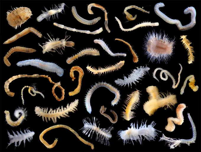 A collage of photos of deep-sea polychaete worms
