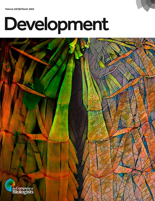 Volume 150 (6) March 2023 issue of Development: a dissected third instar Drosophila larva stained for sarcomeric ZASP-GFP (green) and filamentous actin (phalloidin, red) shows the body wall muscles from the thoracic to abdominal segments. The mirror image (right) is rendered to emphasize the muscles and subcellular divisions.