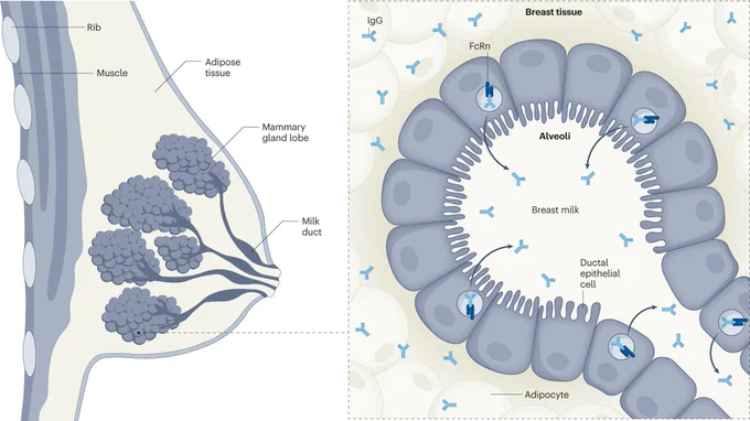 Transfer of maternal IgG from breast tissue into breast milk.