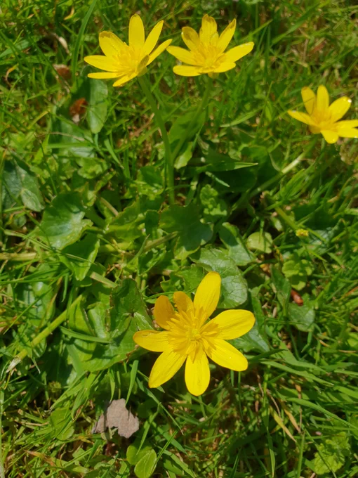 Close up of lesser celandines; bright yellow flowers 