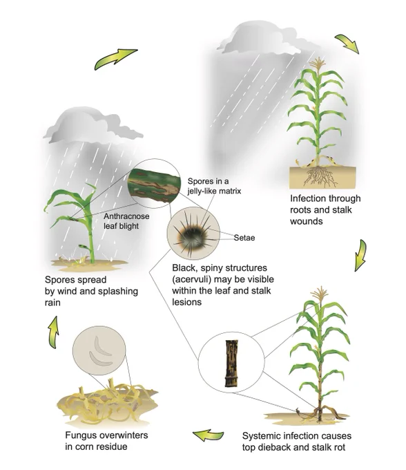 corn anthracnose disease cycle