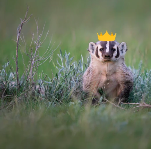 A short king (an American badger we photoshopped a crown on) sits on his throne (a patch of grass)