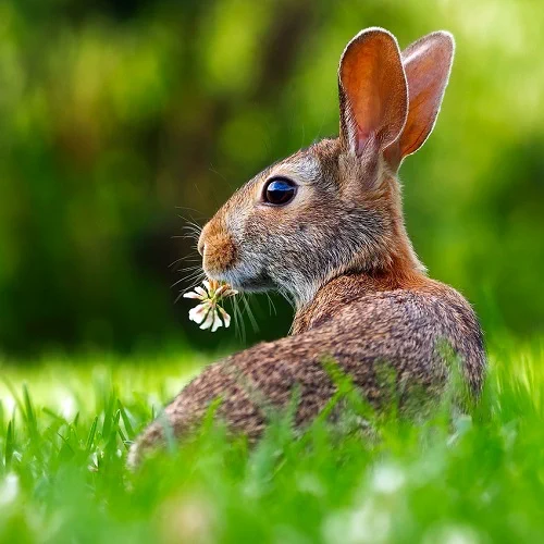 rabbit