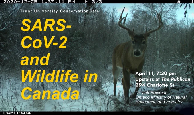 A poster with a background image of a trail cam capture, showing a curious looking buck deer in the winter woods, taken 2020-12-25. Text is laid over top, including the title 'SARS-CoV-2 and Wildlife in Canada'