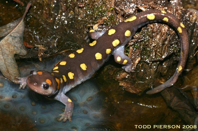 adult Spotted Salamanders (Ambystoma maculatum). all dark brown with bright yellow spots along body and two orange spots on head.