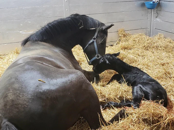 A black horse lies with her foal in hay.