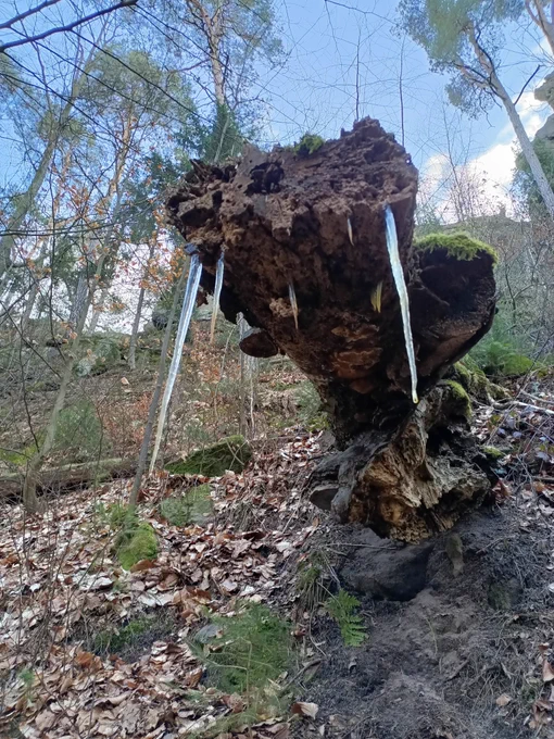 A log in the woods with icicles on it, looking sort of like a hippo