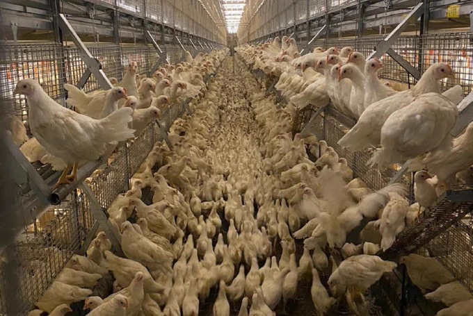 Advanced Turnkey Poultry Farming Solutions