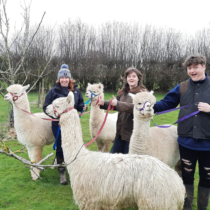 4 beautiful alpacas on halters being held by smiling people in orchard