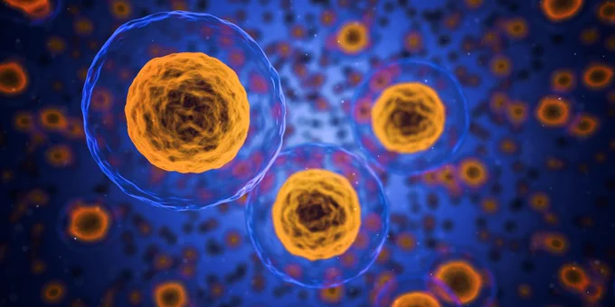 Image of some cells.