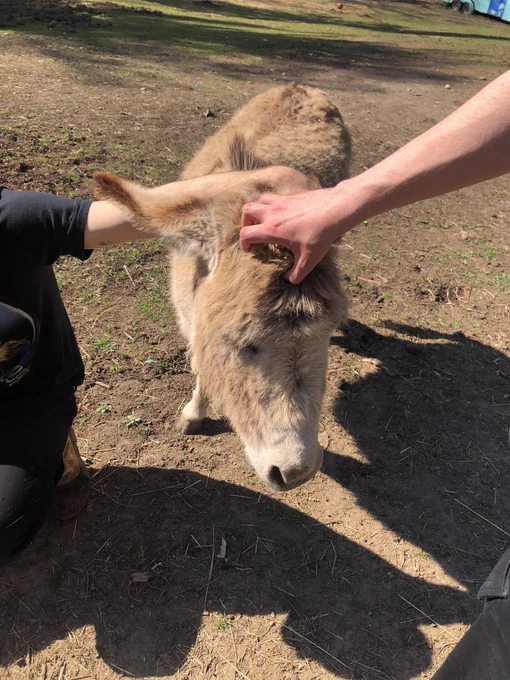 JC the donkey being pet