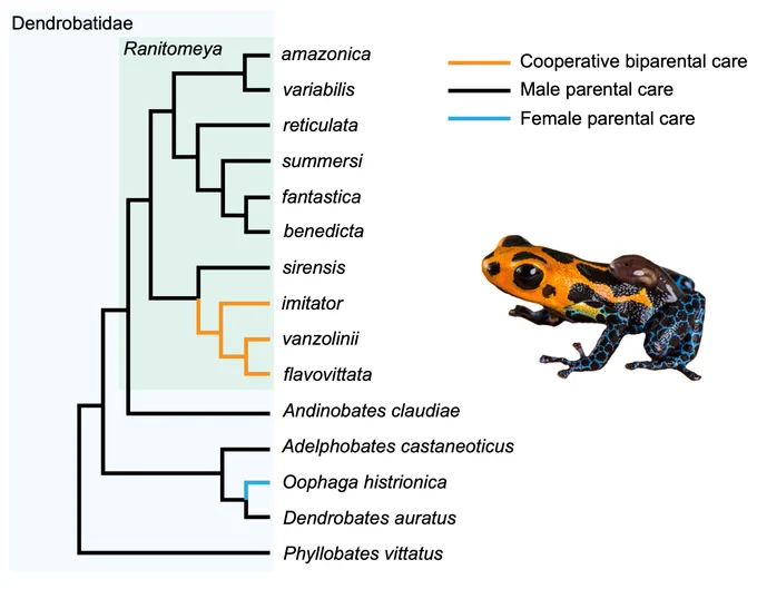 Phylogeny of Dendrobatidae highlighting transitions to cooperative biparental care and female parental care from male parental care.