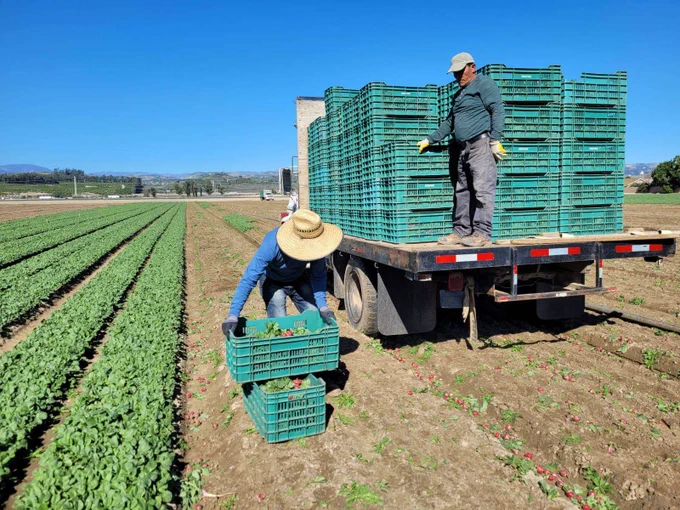 Armando is readying the box of radishes he will toss to his coworker Ulises in Moorpark CA. By the end of the day they will have loaded over a thousand boxes of the vegetable during their 8 hour shift. 