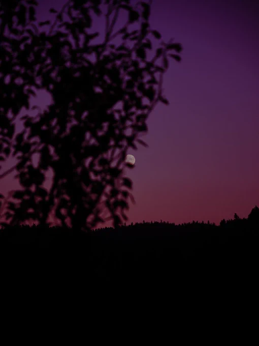 A tree in spring that has a moon-like apple with a relaxing background.
📷
COLLECTION: NaturePhotoEurope
You can find the collection on OpenSea.