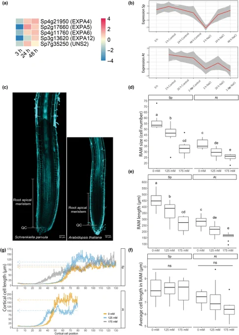 Exposure to salt does not inhibit cell expansion but reduces cell division in roots of Schrenkiella parvula.