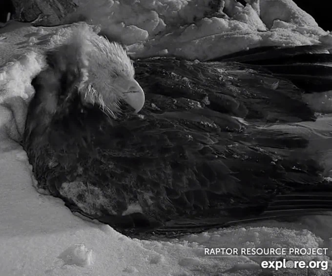 Mama eagle sleeps with a blanket of snow and a brisk breeze (April 17 6am)