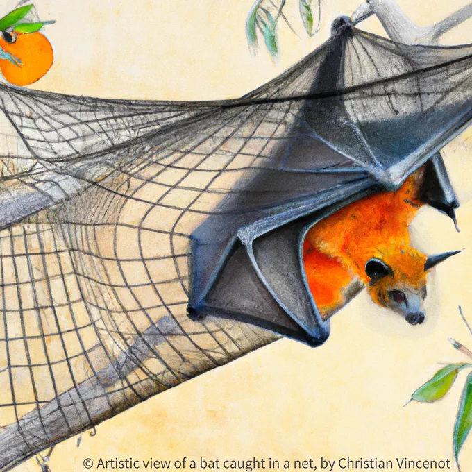 Artistic view of a bat caught in a net, by co-author Christian Vincenot
