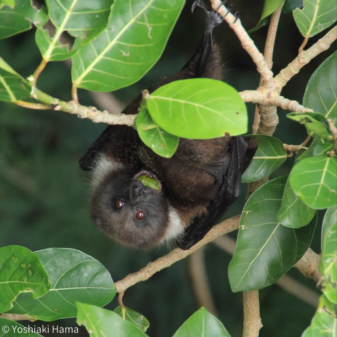 A Ryukyu flying fox eating fruit from a tree