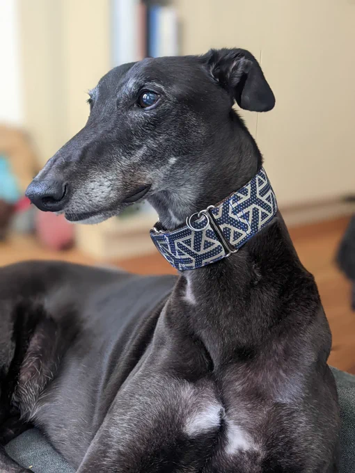 A velvety black Greyhound is lounging on his bed. Head turned to his right, ears relaxed behind his head.  He has grey whiskers and cloudy eyes that look at something out of shot. What you can't see is the fart he just did.
