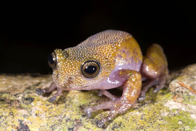 Gracixalus lumarius; Thorny Tree Frog