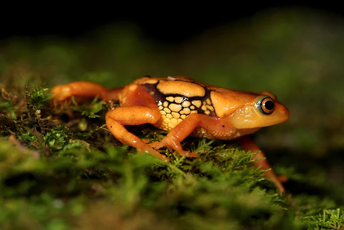 Raorchestes respledens; resplendent bush frog
