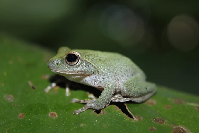 Pseudophilautus viridis; Dull-green Shrub Frog