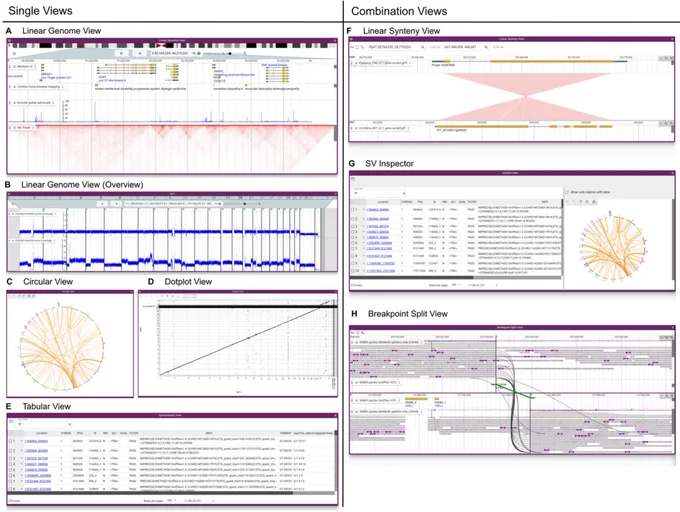 Seven panels: A The Linear Genome View displaying gene annotations, quant signals, and a Hi-C track. B whole genome overview showing tumor vs normal sequencing coverage in the COLO829 cell line. C The Circular View gives an overview of long-range relationships within and between chromosomes (translocations in an SKBR3 cancer genome). D The Dotplot View shows relationships between two sequences (in this case the relationship between hg19 and hg38 human genomes). E The Tabular View summarizes features in a sortable, filterable list, showing in this example the SKBR3 variant calls from Sniffles. F The Linear Synteny View shows relationships between two genomes (in this case, peach and grape). G The SV Inspector allows inspection of structural variants by combining a Tabular View and a Circular View. H The Breakpoint Split View shows events such as gene fusions and translocations by aligning two Linear Genome Views and tracing the split or paired read mappings across the two views