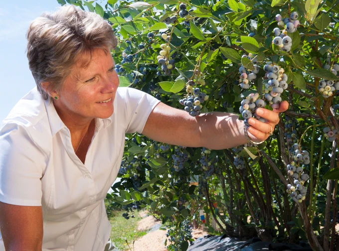 Bernadine Strik handles blueberries on a blueberry bush at the OSU North Willamette Research and Extension Center in Aurora, Oregon.