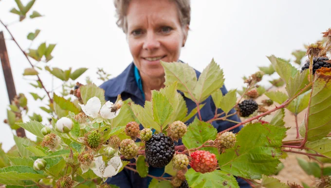 Bernadine Strik looks at raspberries at the OSU North Willamette Research and Extension Center in Aurora, Oregon.