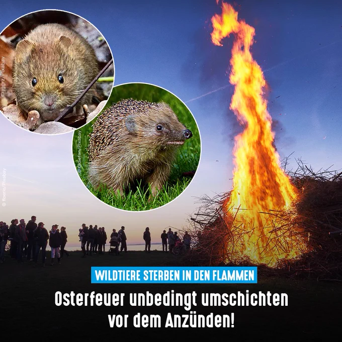 Osterfeuer und Wildtiere. Bildtext: Wildtiere sterben in den Flammen - Osterfeuer unbedingt umschichten vor dem Anzünden!