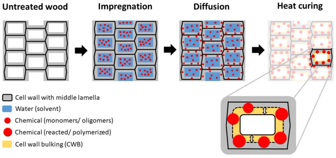 Schematic illustration showing the effects of chemical wood modification on cellular level from impregnation with a chemical diluted in a solvent (e.g., water) to drying and curing of the monomeric modification reagent causing a cell wall bulking (CWB).
