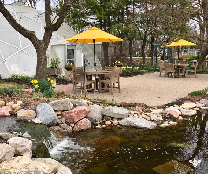 A view of the courtyard area outside of the Biodome. Two picnic tables with yellow umbrellas out are on the patio with a waterfall, daffodils, and trees in the landscape.