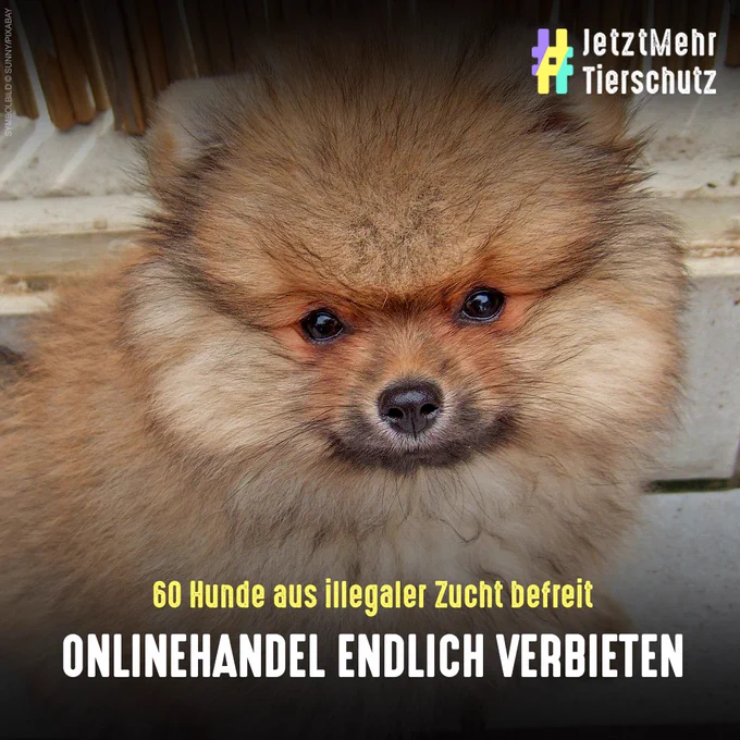 Zwergspitz. Bildtext: 60 Welpen aus illegaler Zucht befreit - Onlinehandel endlich verbieten #JetztMehrTierschutz