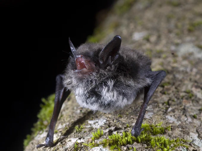 A small furry grayish bat perches on a mossy tree trunk, mouth open and facing up. 